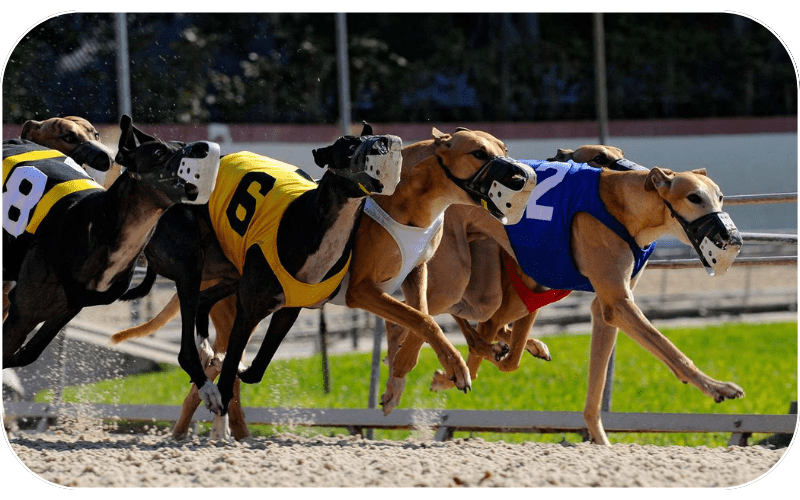 11x play online saluki racing, 11 x play saluki racing, 11xplay saluki racing, 11xplayonline saluki racing, 11x play saluki racing, 11xplay online saluki racing, 11xplay id saluki racing, 11xplay online id saluki racing, 11xplay new id saluki racing, 11xplay.com app saluki racing